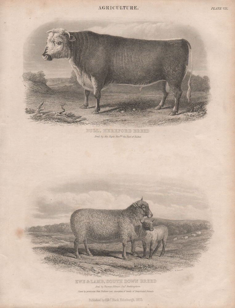 Agriculture. Bull, Hereford Breed. Ewe & Lamb, South down Breed. BRITANNICA 1860